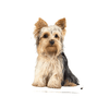 E&S - Yorkie - Vinyl Sticker - Kornapet.com