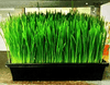 Cat Grass - Cat Grass - Kornapet.com