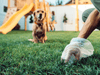 Bagged but Abandoned: Let’s Finish the Job, Korna Pet Community! - Kornapet.com