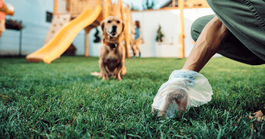 Bagged but Abandoned: Let’s Finish the Job, Korna Pet Community! - Kornapet.com