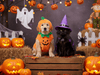 🎃 Halloween Is Fun for Us — But Frightful for Our Pets! - Kornapet.com