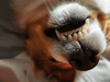 The Importance of Pet Dental Health: A Guide to Keeping Your Pet's Smile Bright - Kornapet.com