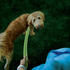 Nite Ize-Rechargeable LED Leash - Lime - Kornapet.com