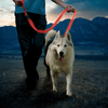 Nite Ize-Rechargeable LED Leash - Red - Kornapet.com