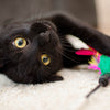 Cat Toys