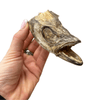 Love 4 Pets - HwangTae Head 1pc - Kornapet.com