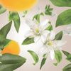 Maison Berger-Orange Blossom 500mL - Kornapet.com