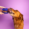 Wag Lab-The Slobber Blue Lg - Kornapet.com
