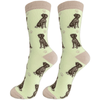 E&S - German Shorthaired Pointer - Kornapet.com