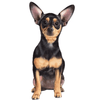 E&S - Chihuahua Black - Vinyl Stic - Kornapet.com