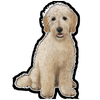 E&S - Goldendoodle - Vinyl Sticker - Kornapet.com