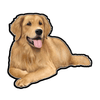 E&S - Golden Retriever Laying - Vi - Kornapet.com