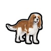 E&S - Cavalier King Charles - Viny - Kornapet.com