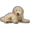 E&S - Goldendoodle Laying - Vinyl - Kornapet.com
