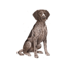 E&S - German Shorthair Pointer - V - Kornapet.com