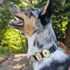Jiby Dog Crew - Bao - Kornapet.com