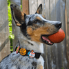 Jiby Dog Crew - Basketball - Kornapet.com
