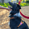 Jiby Dog Crew - BFF - Purple - Kornapet.com