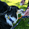 Jiby Dog Crew - Bumblebee - Kornapet.com
