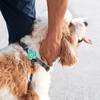 Jiby Dog Crew - Daisy - Blue - Kornapet.com