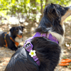 Jiby Dog Crew - Daisy - White - Kornapet.com