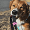 Jiby Dog Crew - Ice Cream - Kornapet.com