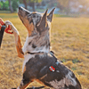 Jiby Dog Crew - Mom Tattoo - Kornapet.com