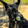 Jiby Dog Crew - Peeing Outdoors - Kornapet.com