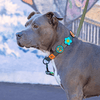 Jiby Dog Crew - Peace - Kornapet.com