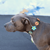 Jiby Dog Crew - Peach - Kornapet.com