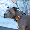Jiby Dog Crew - Starfish 1pc - Kornapet.com