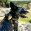 Jiby Dog Crew - Sup Dog 1pc - Kornapet.com