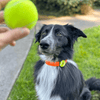 Jiby Dog Crew - Tennis Ball 1pc - Kornapet.com