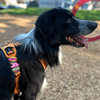 Jiby Dog Crew - Woof 1pc - Kornapet.com