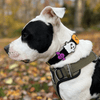 Jiby Dog Crew - Ghost - Kornapet.com