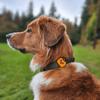 Jiby Dog Crew - Pumpkin 1pc - Kornapet.com