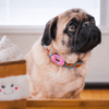 Jiby Dog Crew - I Donut Care - Pink - Kornapet.com