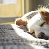 Beds, Mats, & Blankets