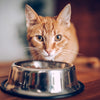 Bowls, Feeders, & Fountains
