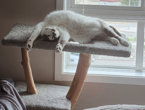 Cat Posts & Furniture