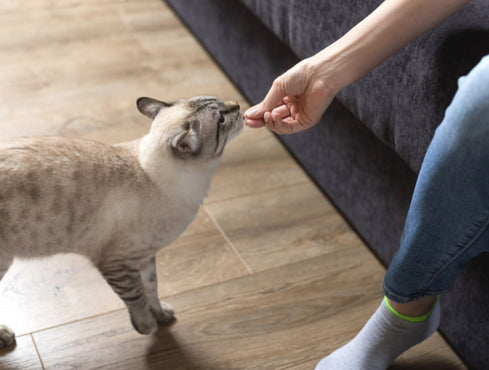 Cat Treats