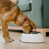 Dog Food