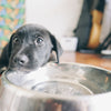 Bowls, Feeders, & Fountains