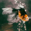 Aquarium