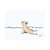 Korna Pet - Korna Greeting Cards - Kornapet.com